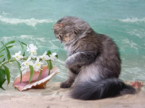 Vacker Grå Katt Stranden — Stockfoto