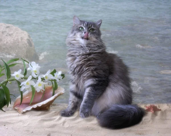 Beautiful Gray Cat Beach — Stock Photo, Image