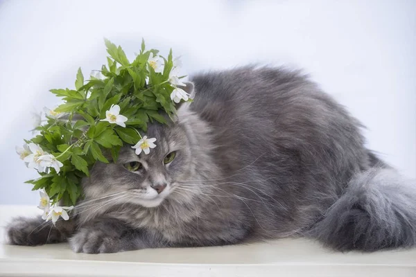 화환에 아름다운 고양이의 — 스톡 사진
