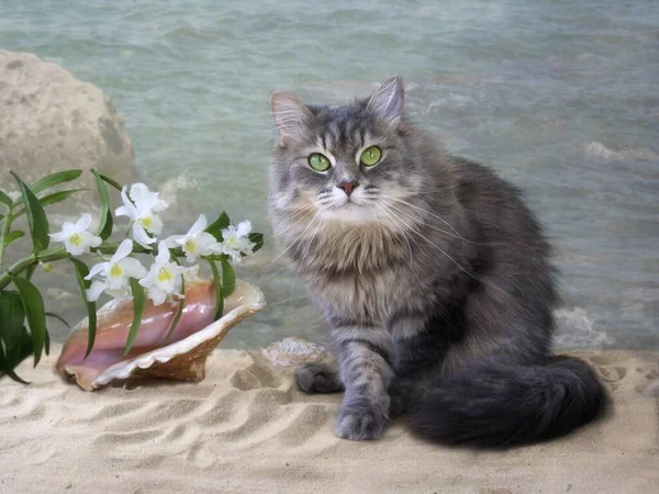 Hermoso Gato Gris Playa — Foto de Stock