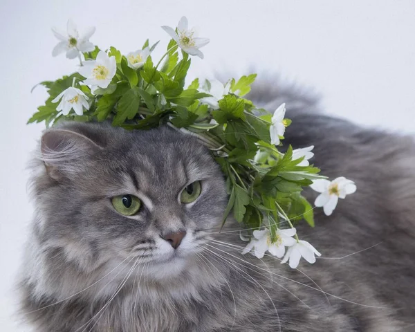 Çiçekli çelengin içindeki güzel gri kedi portresi.