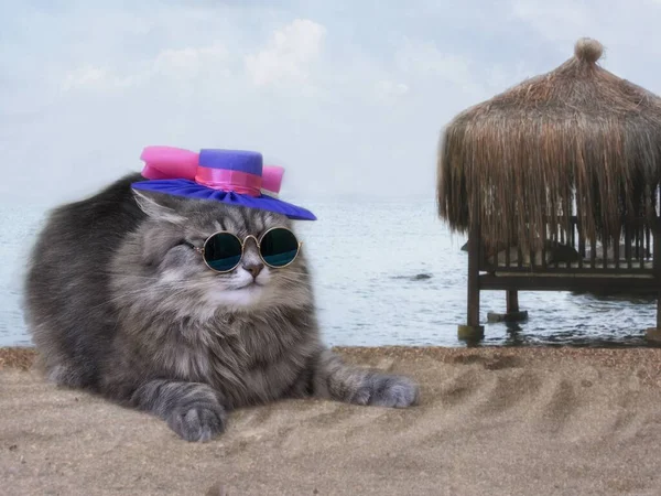 Söt Kisse Solglasögonen Havet Stranden — Stockfoto