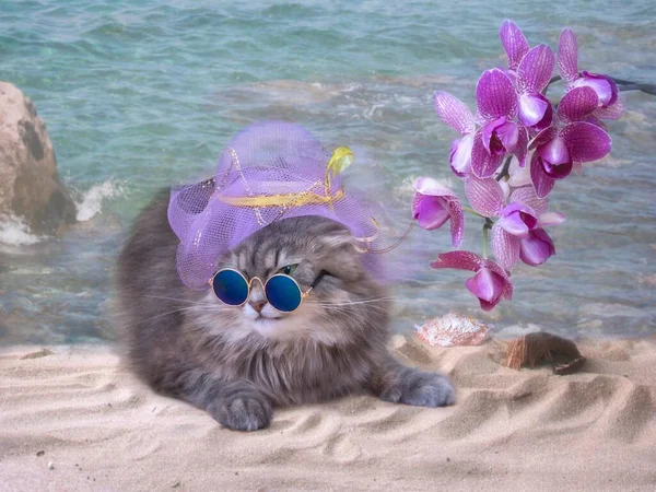 海のビーチでのサングラスでかわいい子猫 — ストック写真