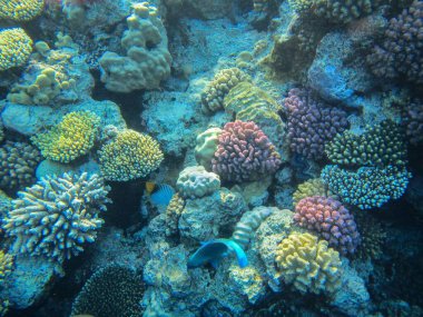 Su altı mercan resifleri balıklı Kızıldeniz