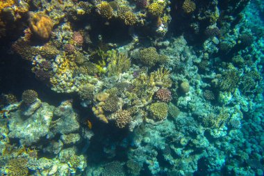 Su altı mercan resifleri balıklı Kızıldeniz