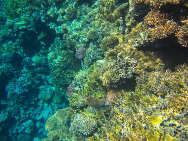 Mercan resifinin sualtı fotoğrafları. Balıklı Kızıldeniz.