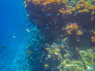 Mercan resifinin sualtı fotoğrafları. Balıklı Kızıldeniz.
