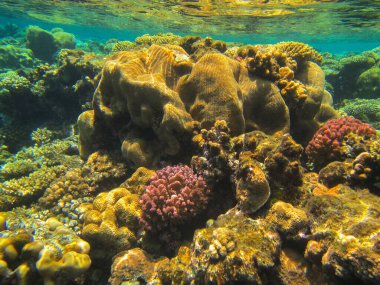 Mercan resifinin sualtı fotoğrafları. Balıklı Kızıldeniz.