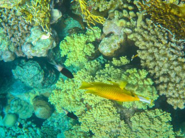 Su altı mercan resifleri balıklı Kızıldeniz