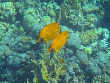 Su altı mercan resifleri balıklı Kızıldeniz