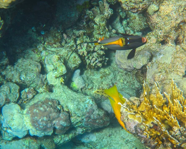 Undervattensbilder Korallrev Röda Havet Med Fisk — Stockfoto