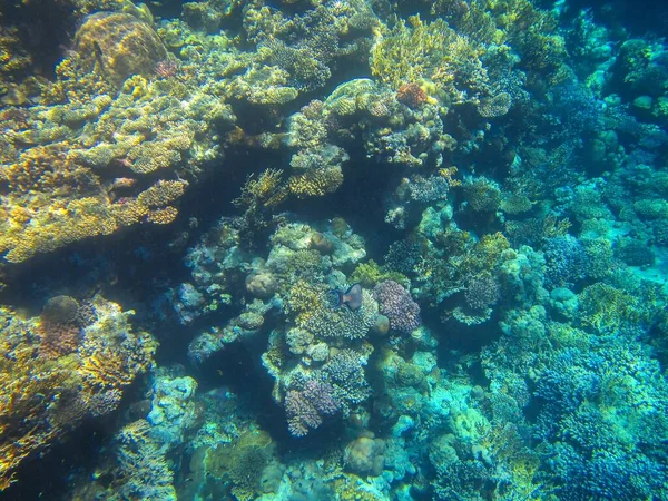 Foto Subacquee Barriera Corallina Del Mar Rosso Con Pesci — Foto Stock