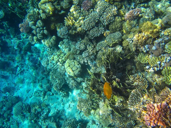 Foto Subacquee Barriera Corallina Del Mar Rosso Con Pesci — Foto Stock