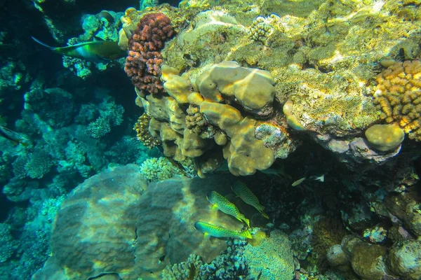Foto Subacquee Barriera Corallina Mar Rosso Con Pesci — Foto Stock