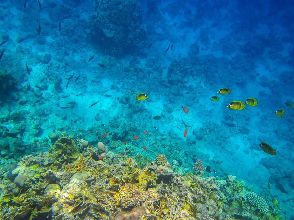 Foto Subacquee Barriera Corallina Mar Rosso Con Pesci — Foto Stock