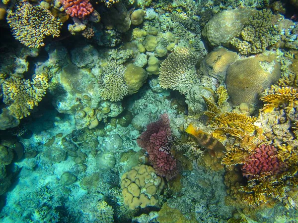 Foto Subacquee Barriera Corallina Mar Rosso Con Pesci — Foto Stock