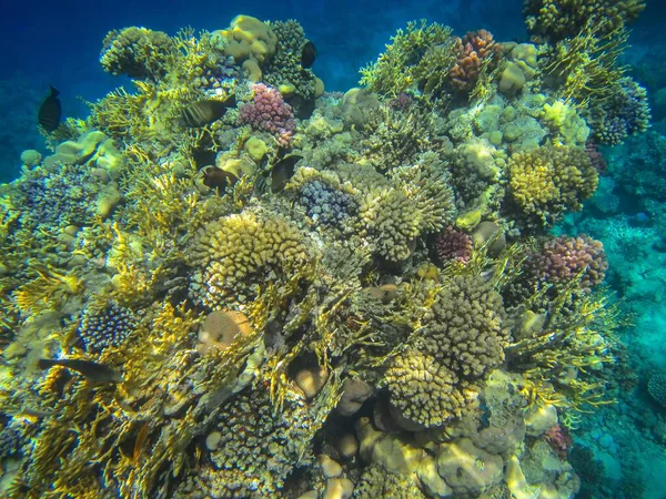 Foto Subacquee Barriera Corallina Mar Rosso Con Pesci — Foto Stock