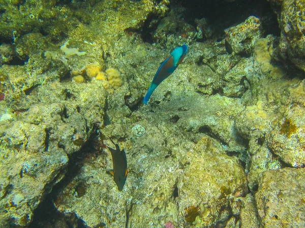 Unterwasserfotos Von Korallenriffen Rotes Meer Mit Fischen — Stockfoto