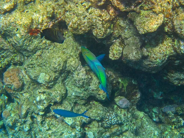 Подводные Фотографии Кораллового Рифа Красное Море Рыбой — стоковое фото