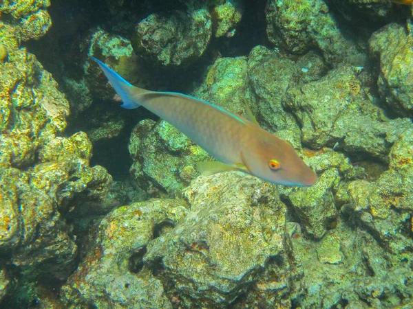 Undervattensbilder Korallrev Röda Havet Med Fisk — Stockfoto