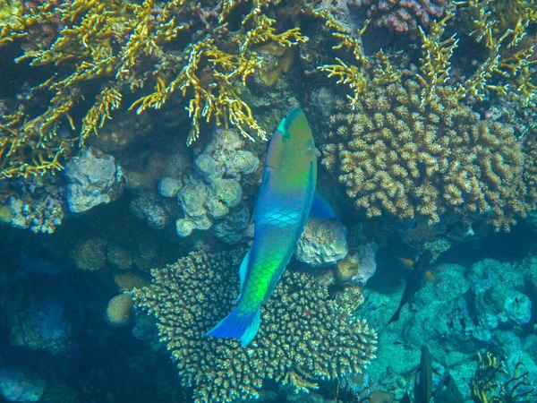 Підземні Фотографії Коралового Рифу Червоне Море Рибою — стокове фото