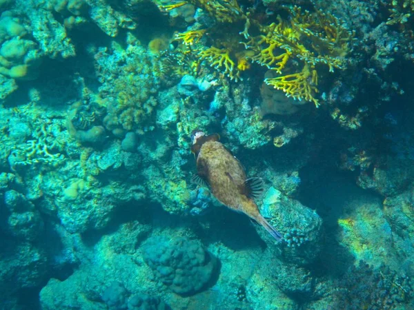 Unterwasserfotos Korallenriff Rotes Meer Mit Fischen — Stockfoto