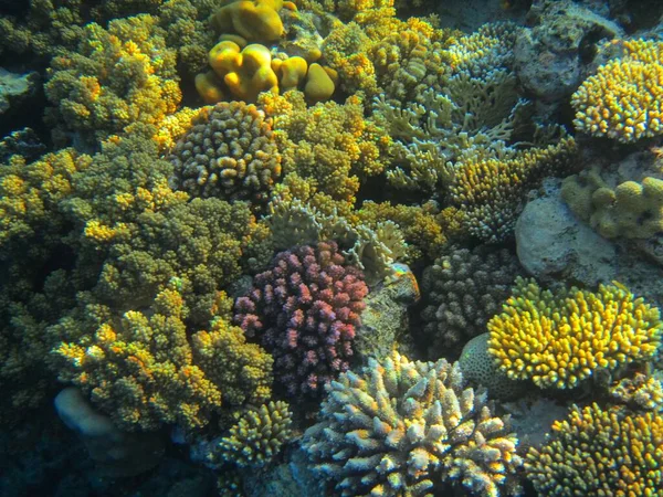 Kızıl denizdeki mercan kayalıkları 