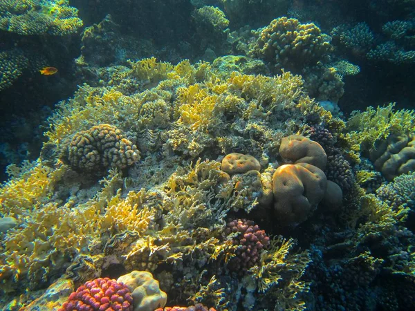 Barriera Corallina Nel Mare Rosso — Foto Stock