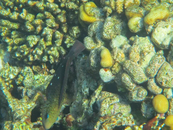 Подводные Фотографии Коралловый Риф Красное Море Рыбой — стоковое фото