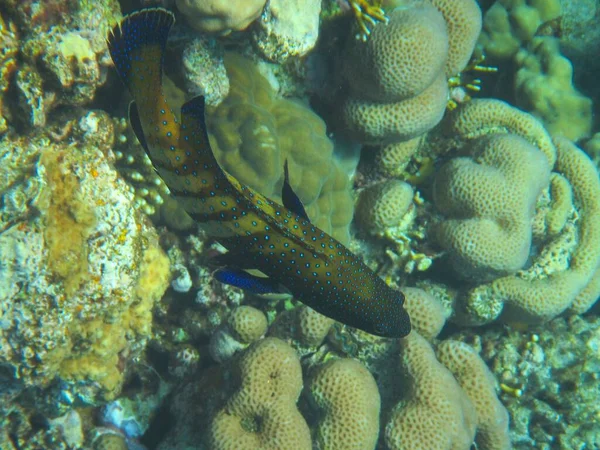 물고기와 산호초 — 스톡 사진