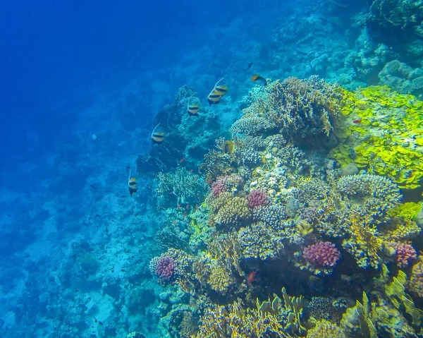 Foto Subacquee Barriera Corallina Mar Rosso Con Pesci — Foto Stock