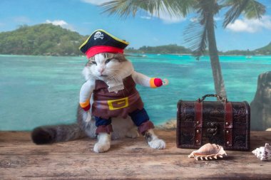 Deniz manzarası arka planında korsan kostümlü komik kedi