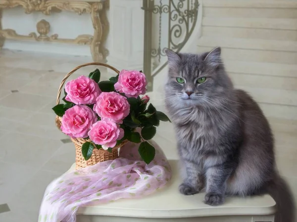 Gatinho Cinza Bonito Cesta Rosas Rosa — Fotografia de Stock