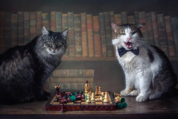 Два Кота Играют Шахматы Библиотеке — стоковое фото