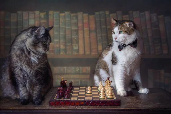 Два Кота Играют Шахматы Библиотеке — стоковое фото