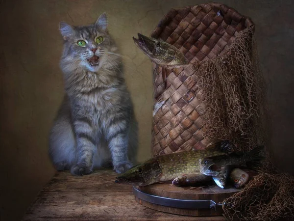 Still Life Big Pike Fish Curious Kitten — Stock Photo, Image