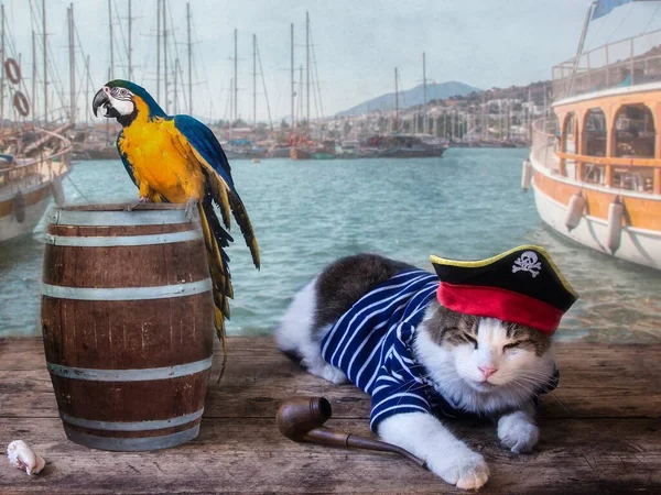 Funny cat in pirate costume on the seascape background