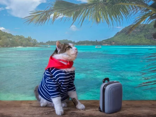 Cat in sailor vest on Seychelles