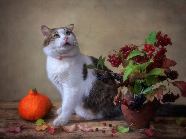 Niedliche Katze Und Herbstliches Stillleben — Stockfoto