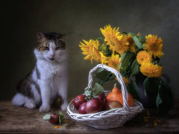 Nature Morte Avec Bouquet Tournesols Adorable Chat — Photo