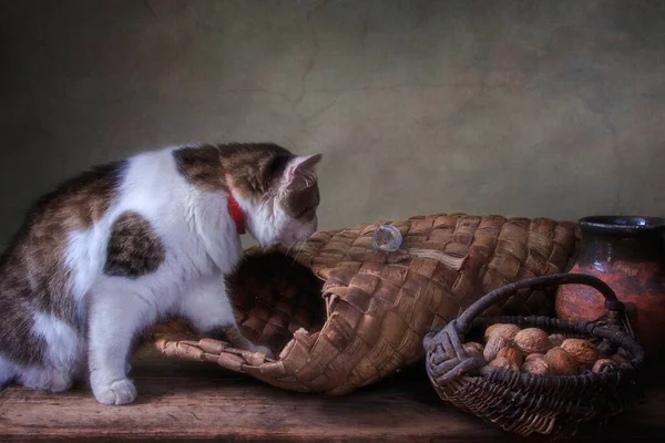 Пятнистая Кошка Маленькая Мышка Старой Кладовке — стоковое фото