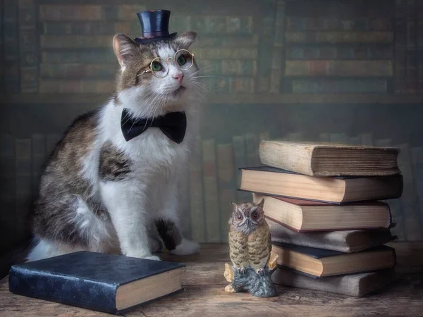 Portrait of adorable cat in hat cylinder and glasses