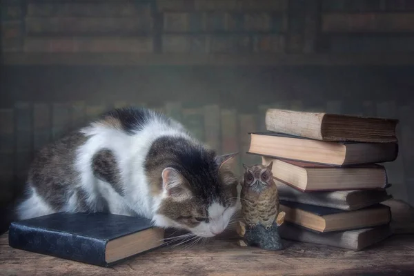 Cat sitting on a table among books