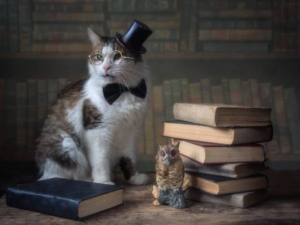 Portrait of adorable cat in hat cylinder and glasses