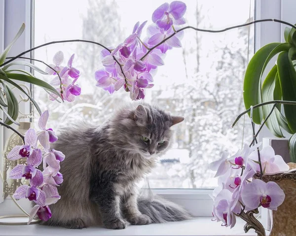 Όμορφα Λουλούδια Γάτας Και Ορχιδέας — Φωτογραφία Αρχείου