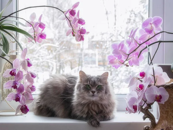 Lindas Flores Gato Orquídea — Fotografia de Stock