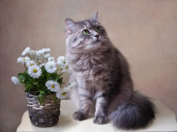 Stillleben Mit Gänseblümchen Und Entzückendem Kätzchen — Stockfoto