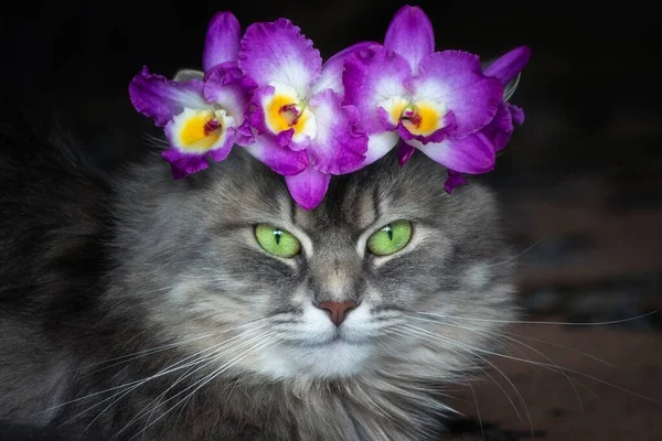 Portrait Jeune Chat Dans Une Couronne Orchidées — Photo