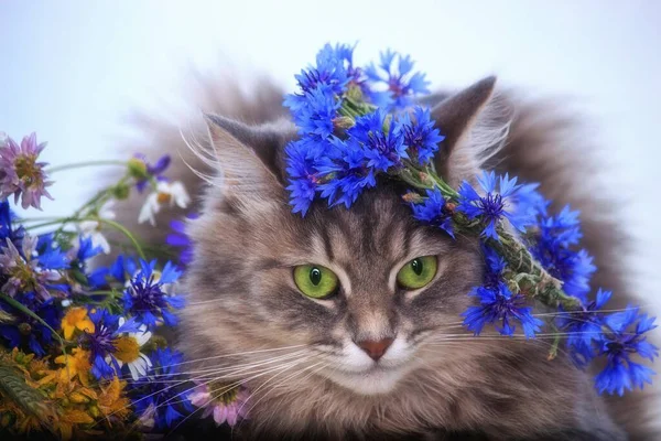 Portret Van Een Jonge Kat Een Krans Van Korenbloemen — Stockfoto