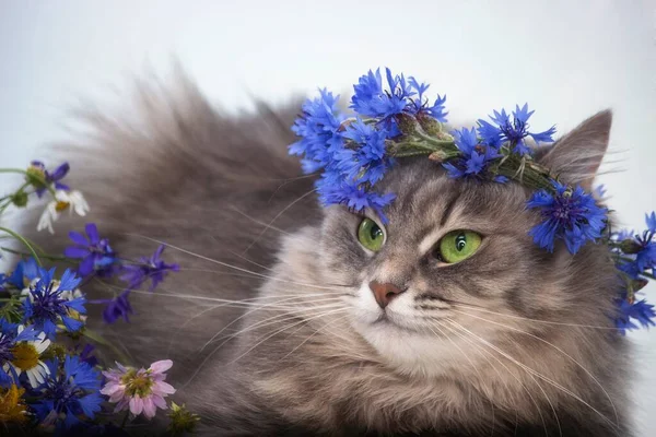 花冠の花輪に若い猫の肖像 — ストック写真